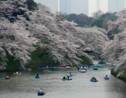 Japon : des cerisiers en fleurs en automne, un phénomène rare