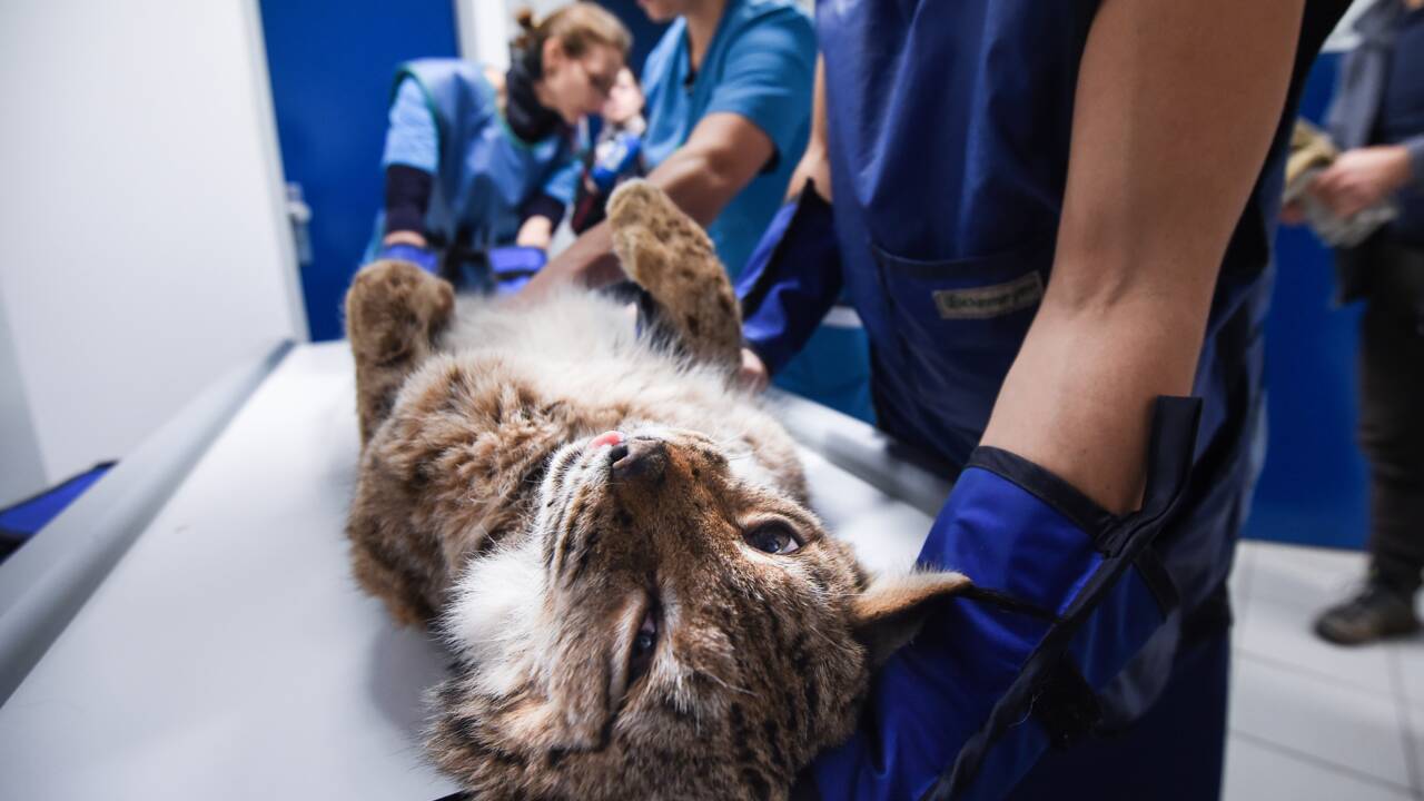 Quatre Lynx relâchés dans le Jura après un sauvetage épique