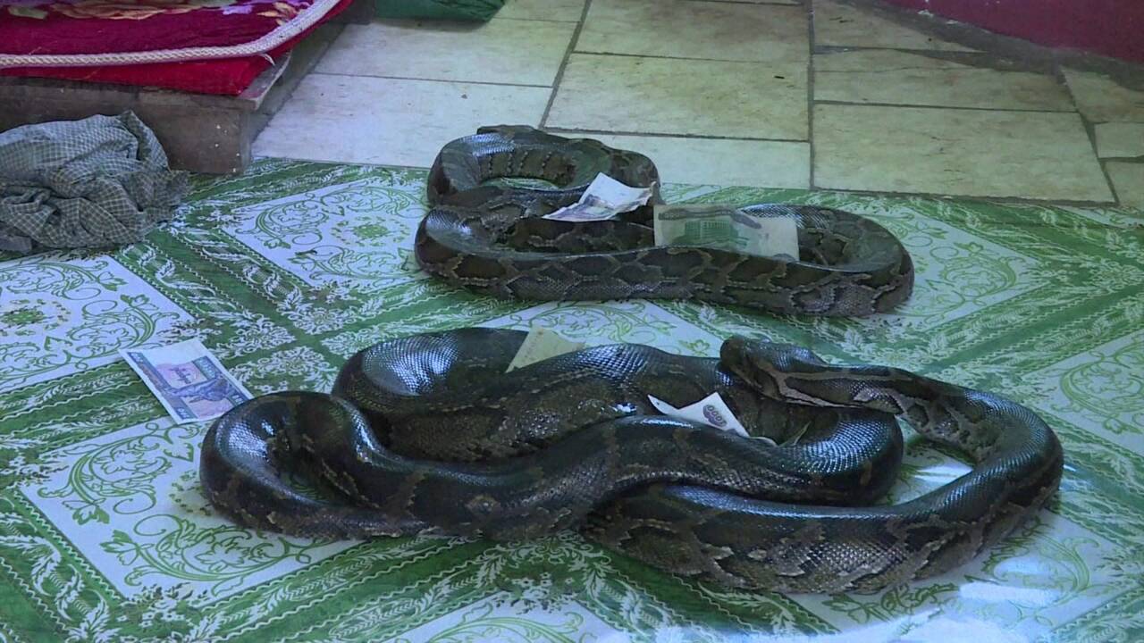 Insolite : en Birmanie, un temple bouddhiste réservé aux pythons