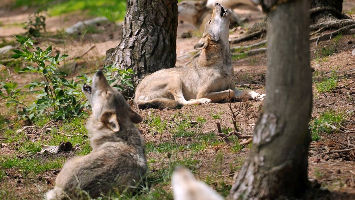 Loup: le quota d'autorisation d'abattage relevé à 51 bêtes