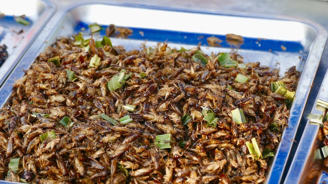 Les insectes, incontournables de la gastronomie thaïlandaise
