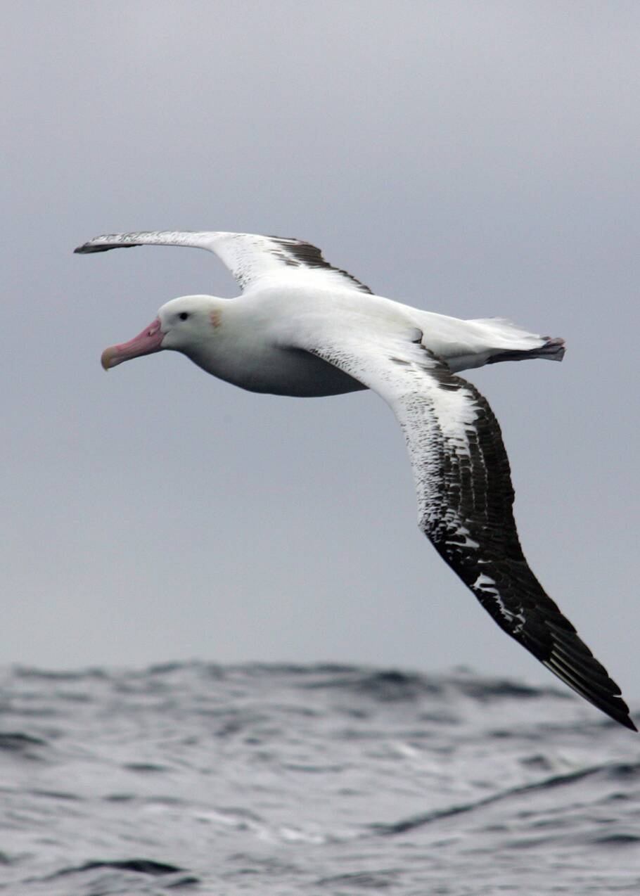 Dans les mers australes, des albatros "espions" sur la trace de pêches illégales