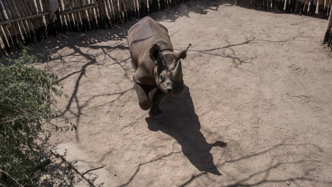 Tchad: mort de deux des six rhinocéros noirs réintroduits en mai