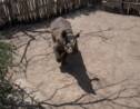 Sur six rhinocéros noirs réintroduits au Tchad en mai, quatre sont morts
