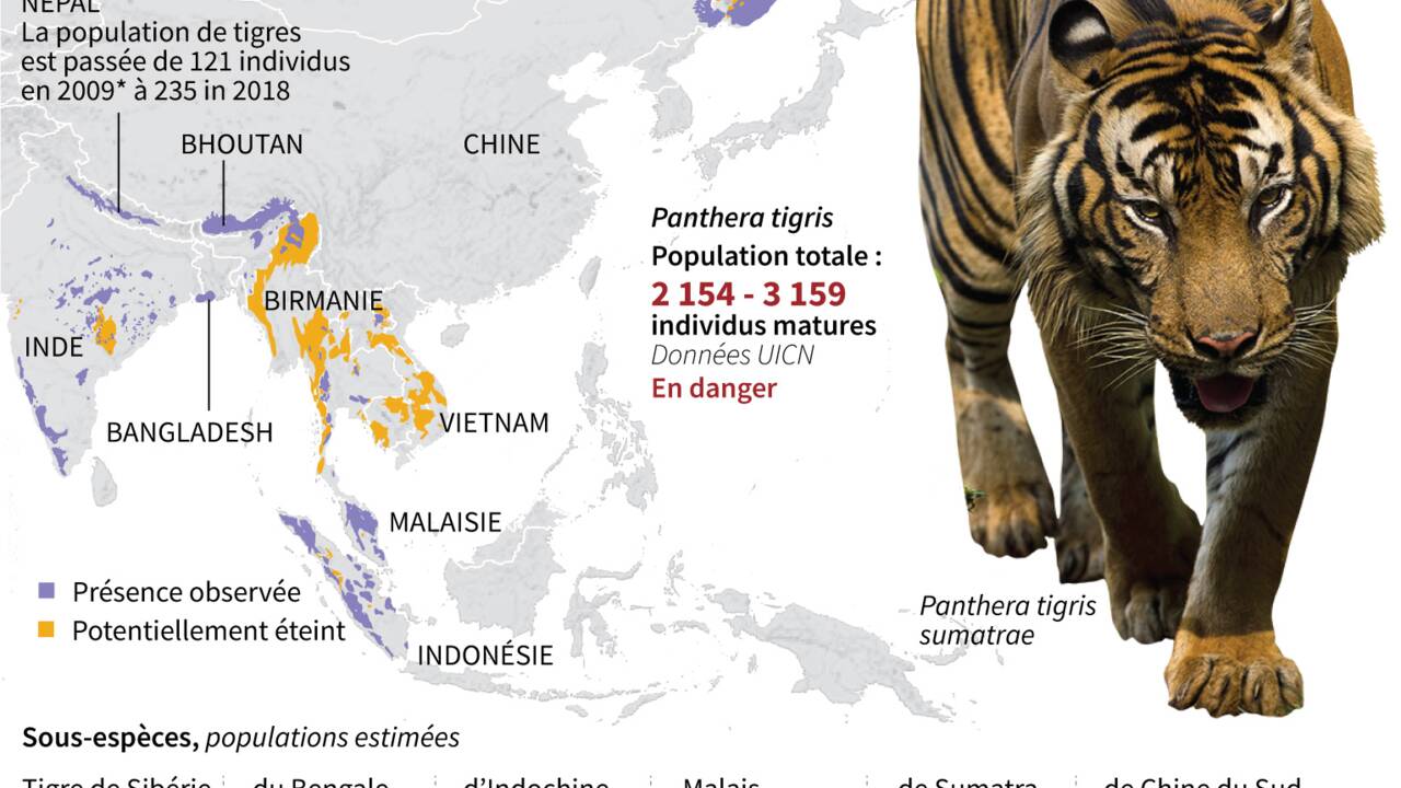 La génétique confirme qu'il y a 6 sous-espèces de tigres (et non 2 ou 5)