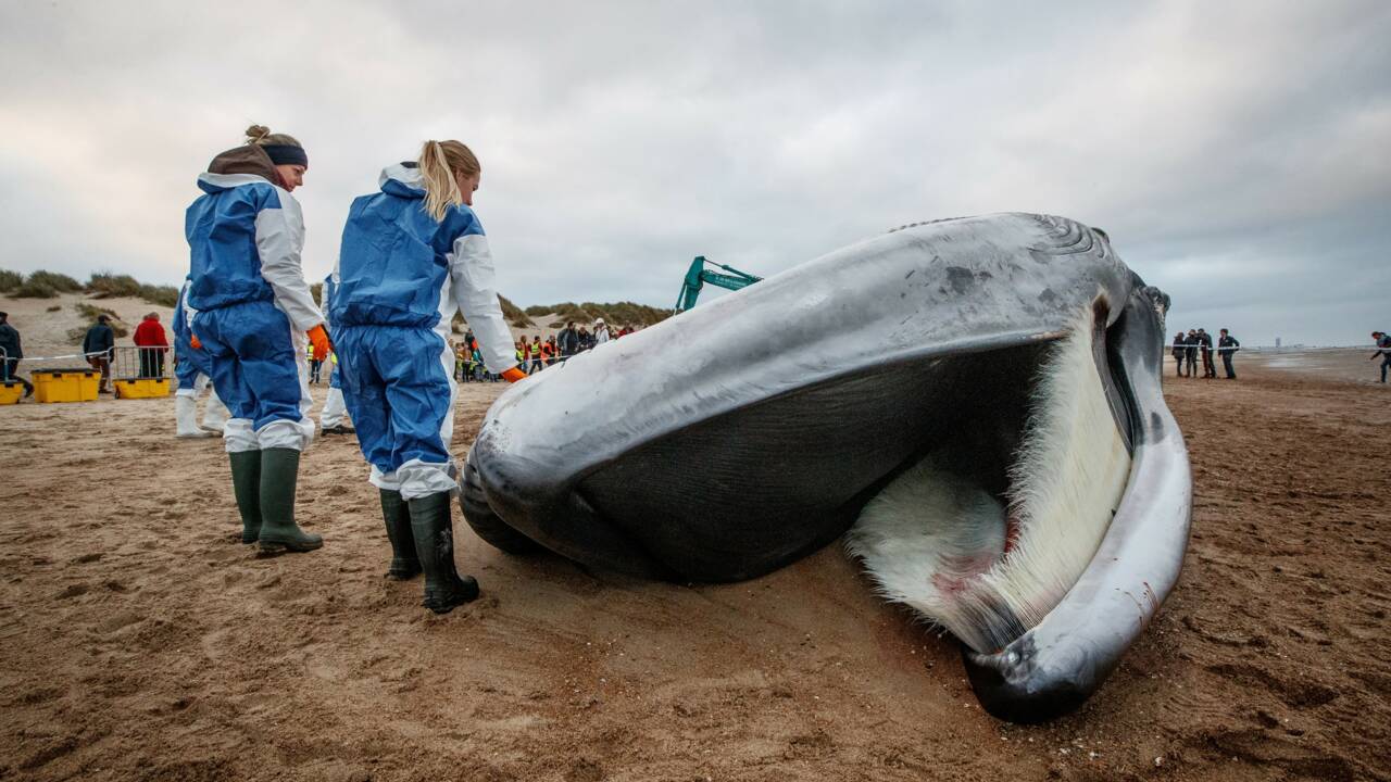 Une baleine de 18 mètres s'échoue sur la côte belge