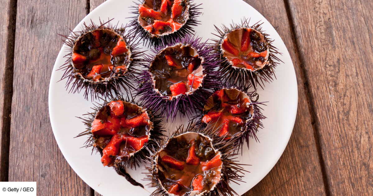 Cuisine Antillaise Astuce Pour Presenter Les Oursins Geo Fr