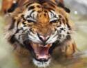 Chine: tigres et rhinocéros réautorisés à la vente, colère des écologistes