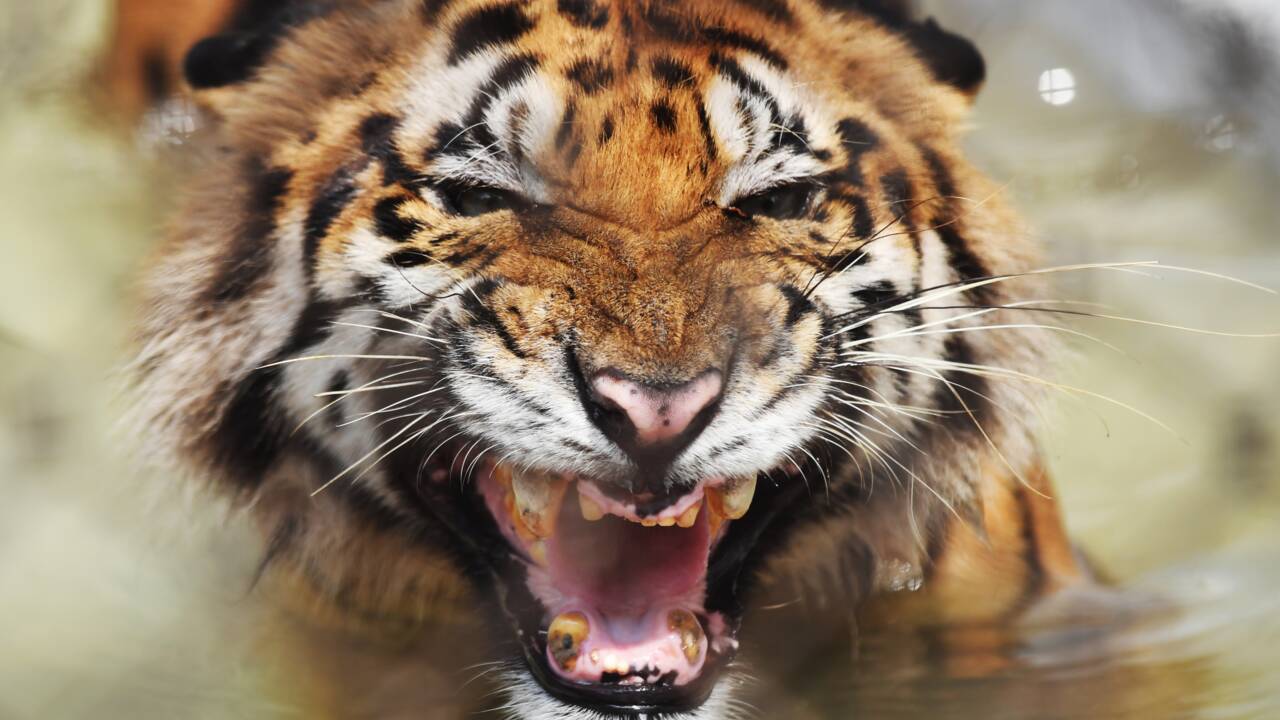 Bangladesh: le nombre de tigres augmente pour la première fois depuis 15 ans