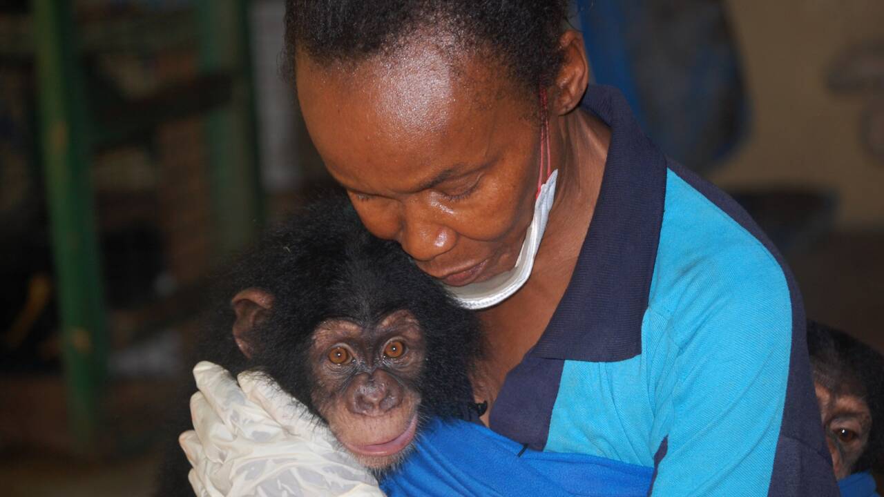 Nature en danger: en Sierra Leone, les chimpanzés paient le prix fort