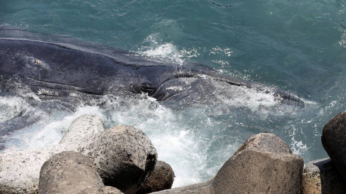À la Réunion, vive émotion après la mort d'un baleineau échoué