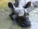 Sotheby's met fin aux enchères de cornes de rhinocéros