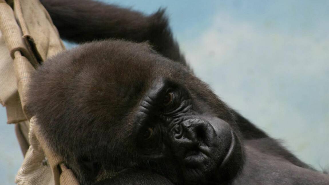 Naissance d'un gorille au zoo de Beauval