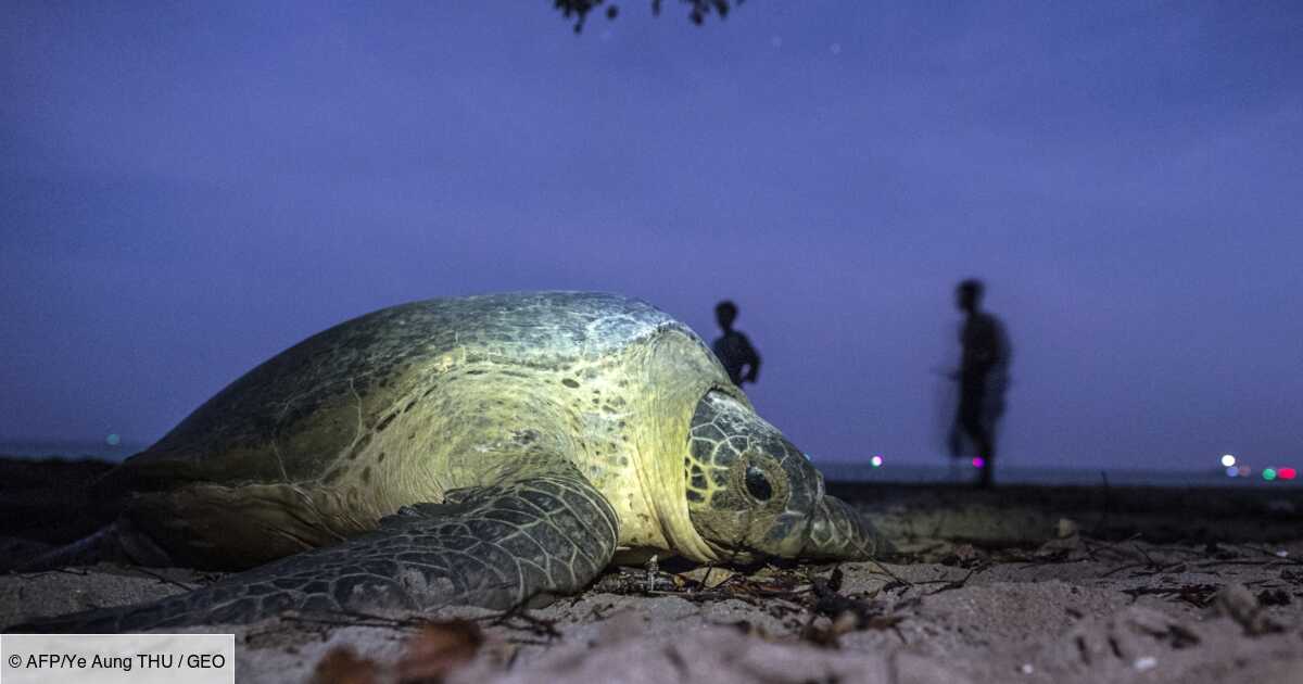 Combat Pour Sauver Les Tortues De Mer En Birmanie Geo Fr