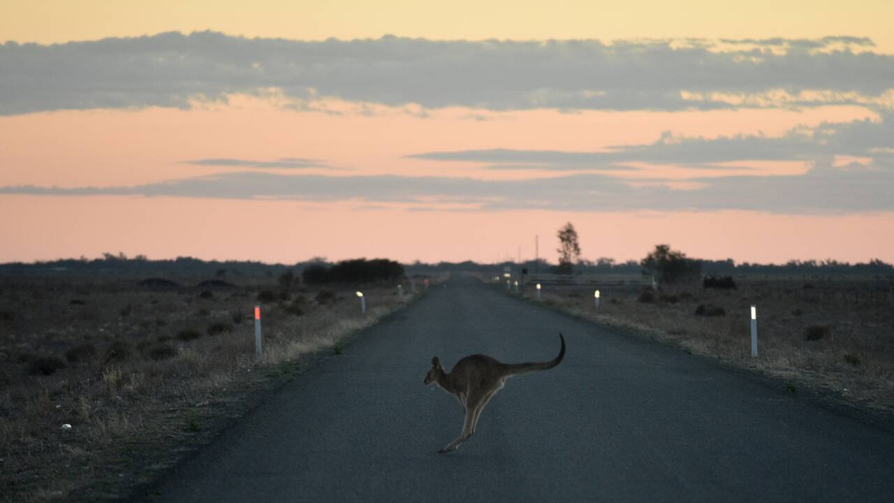 Sécheresse de tous les dangers pour les kangourous et émeus d'Australie