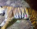 Une tigresse meurtrière abattue en Inde, après une battue d'ampleur