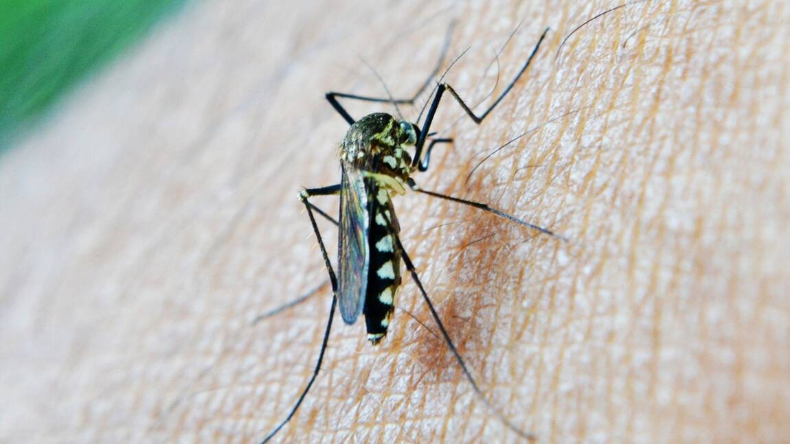 Paludisme : quelles sont les zones à risque ?