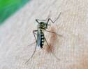 Paludisme : quelles sont les zones à risque ?
