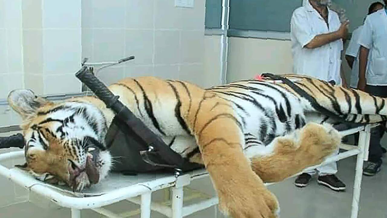 Une nouvelle tigresse tuée en Inde