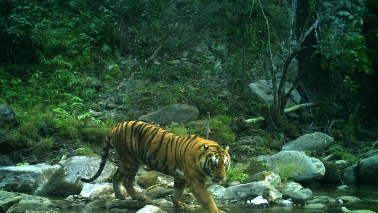 Au Népal, des caméras cachées pour compter les tigres sauvages