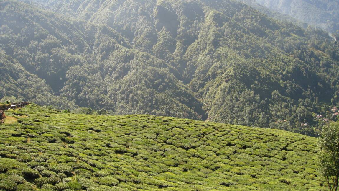 Inde : tout savoir sur le darjeeling, le "champagne des thés noirs"