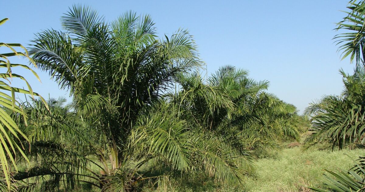 Huile de palme : ses véritables conséquences sur l'environnement