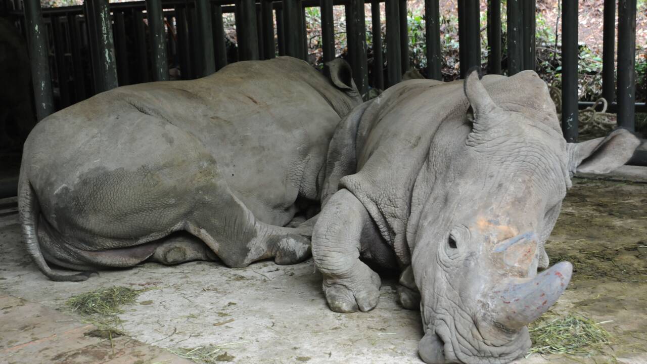 Tigres et rhinocéros : la Chine maintient l'interdiction du commerce