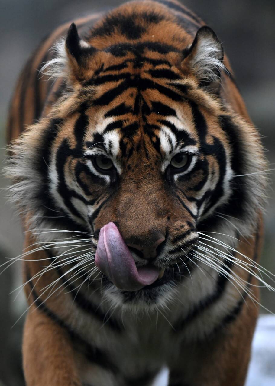 Indonésie: un tigre de Sumatra libéré du sous-sol d'un magasin