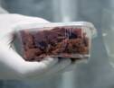 Les Etats-unis ouvrent la voie à l'autorisation de la "viande de laboratoire"