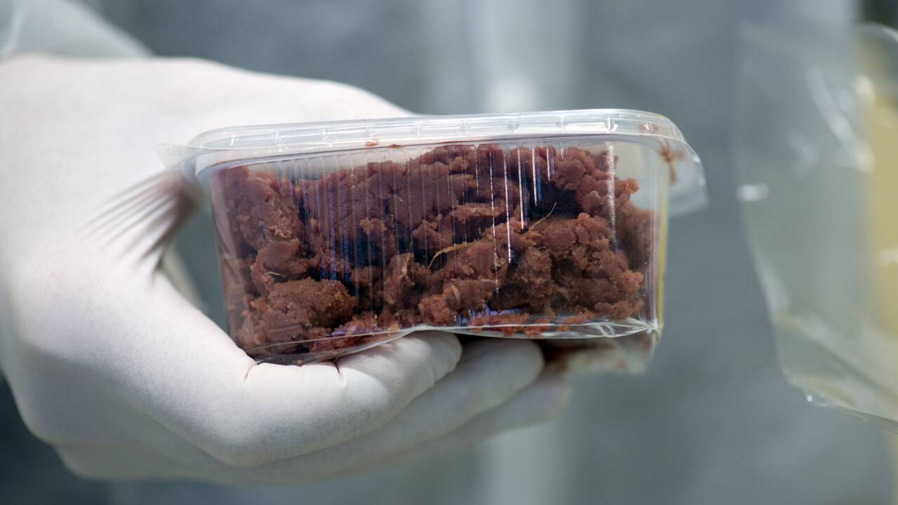 Les Etats-unis ouvrent la voie à l'autorisation de la "viande de laboratoire"