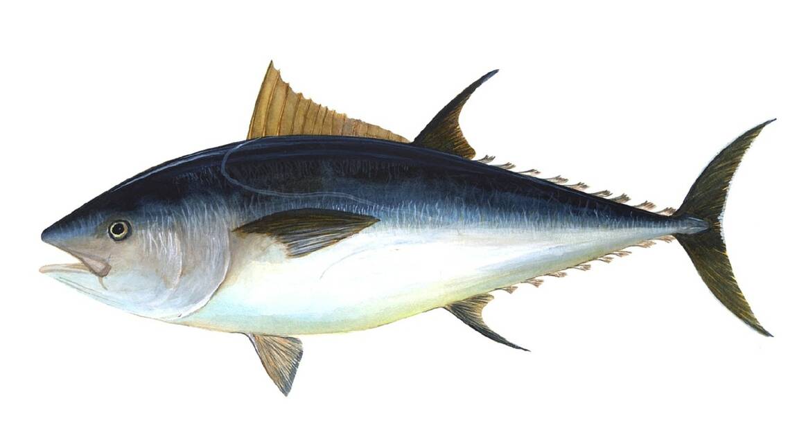 Pas de répit pour le thon obèse dans l'Atlantique