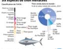 Pas de répit pour le thon obèse dans l'Atlantique