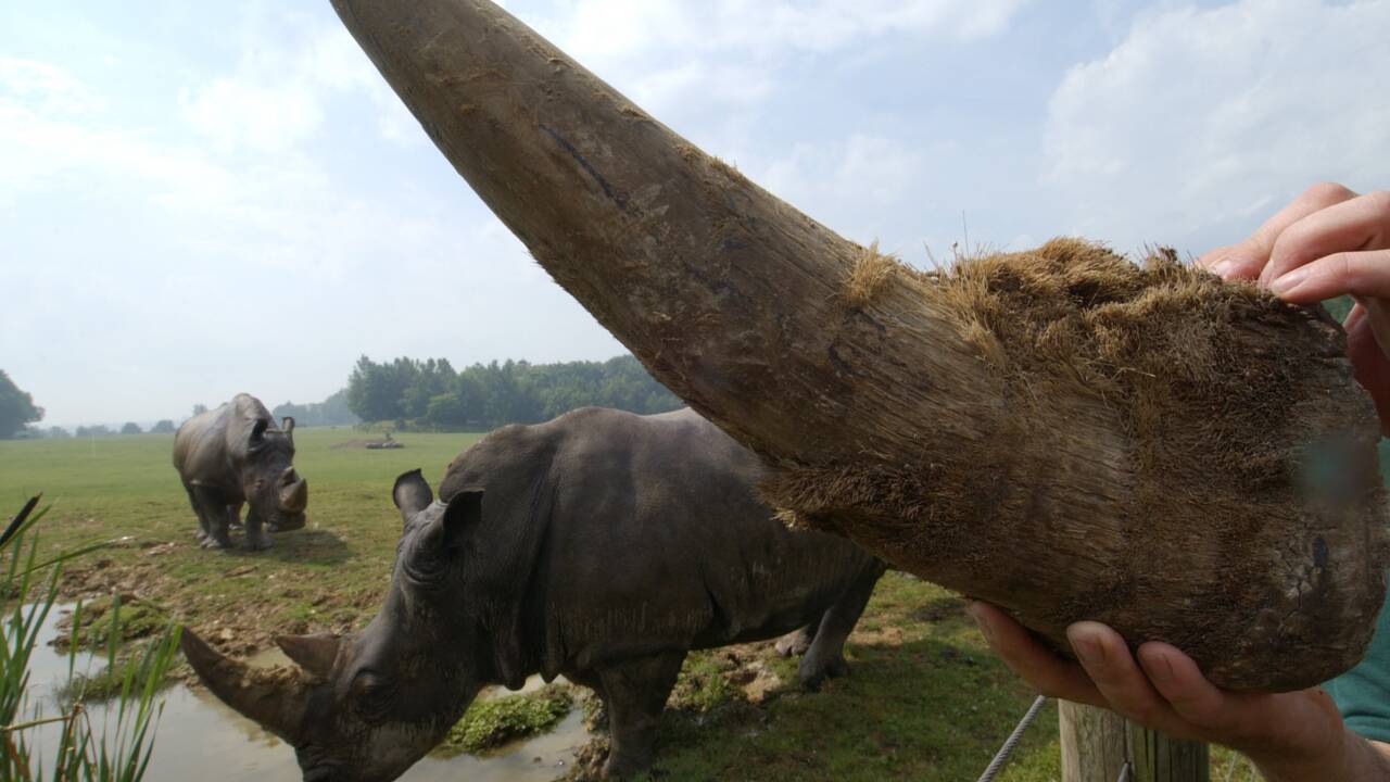 Un procureur et deux femmes condamnés en Thaïlande pour contrebande de cornes de rhinocéros