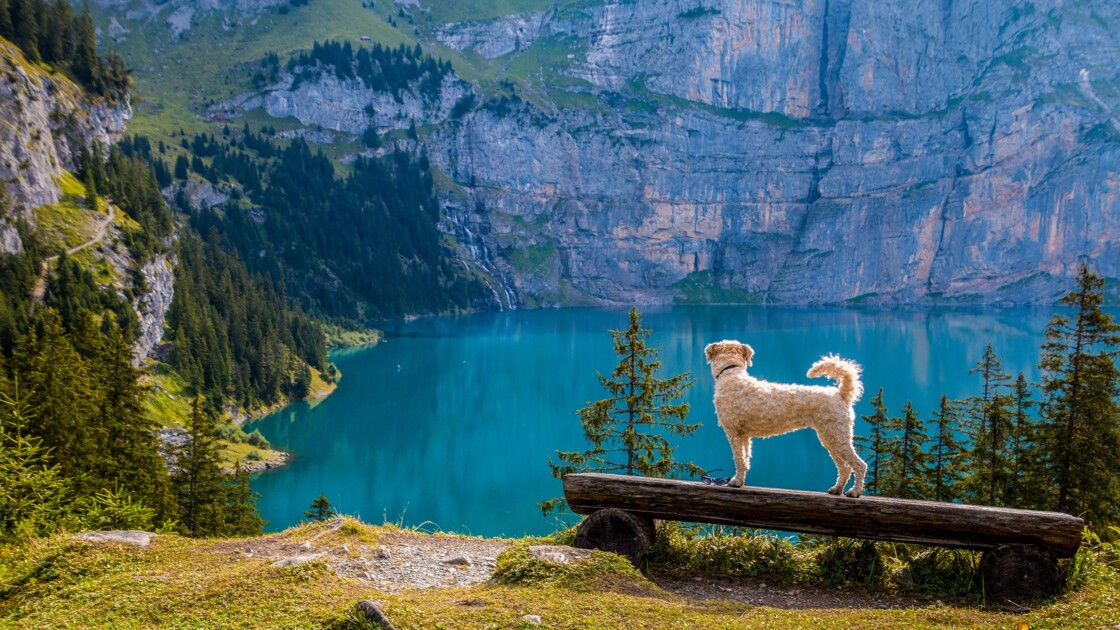 Voyager Avec Son Chien Les Précautions à Prendre Geofr