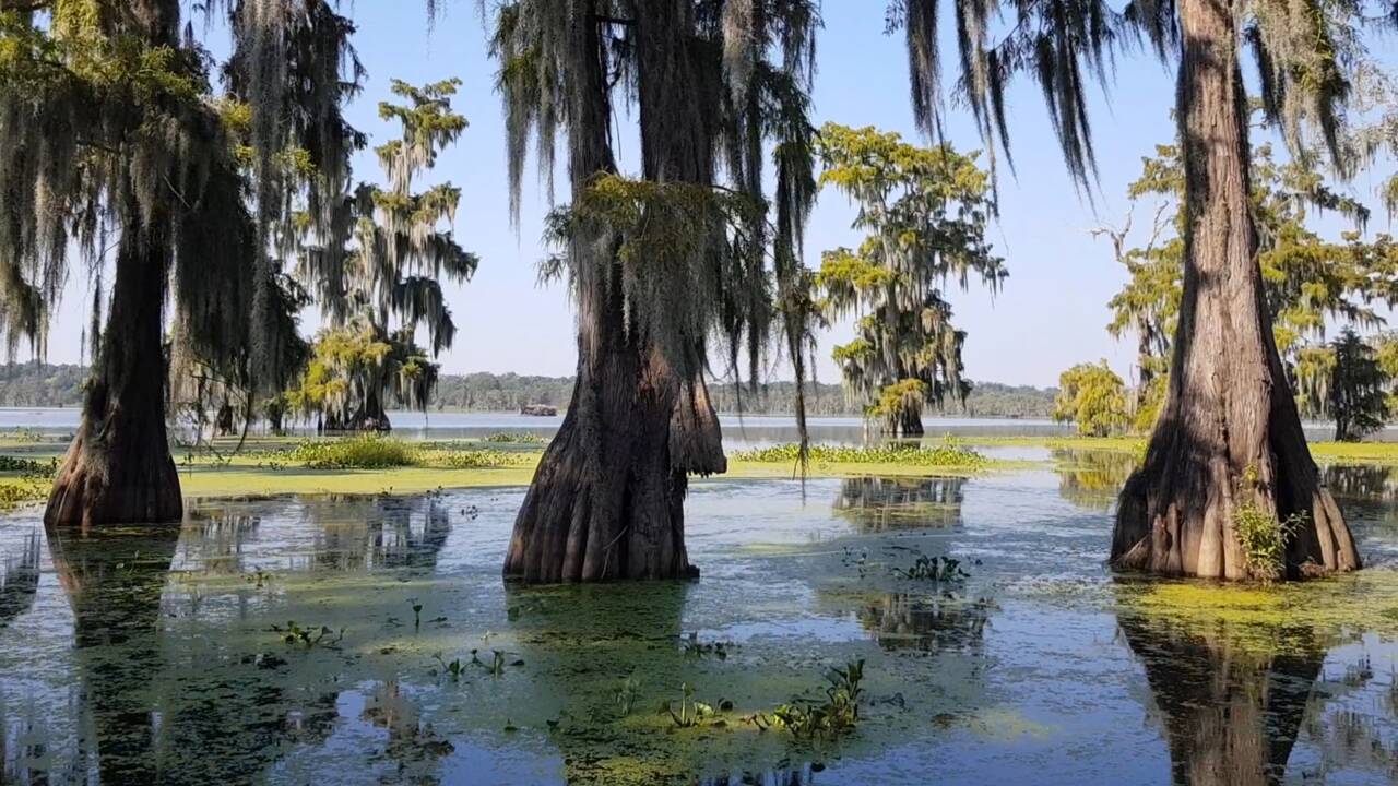Pourquoi les bayous de Louisiane risquent de disparaître
