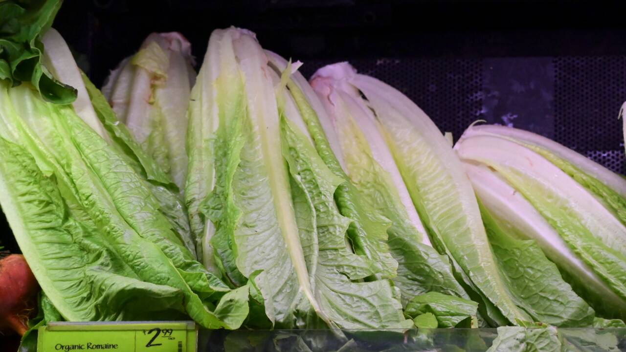 Infectée par une bactérie, la salade romaine bannie des assiettes américaines