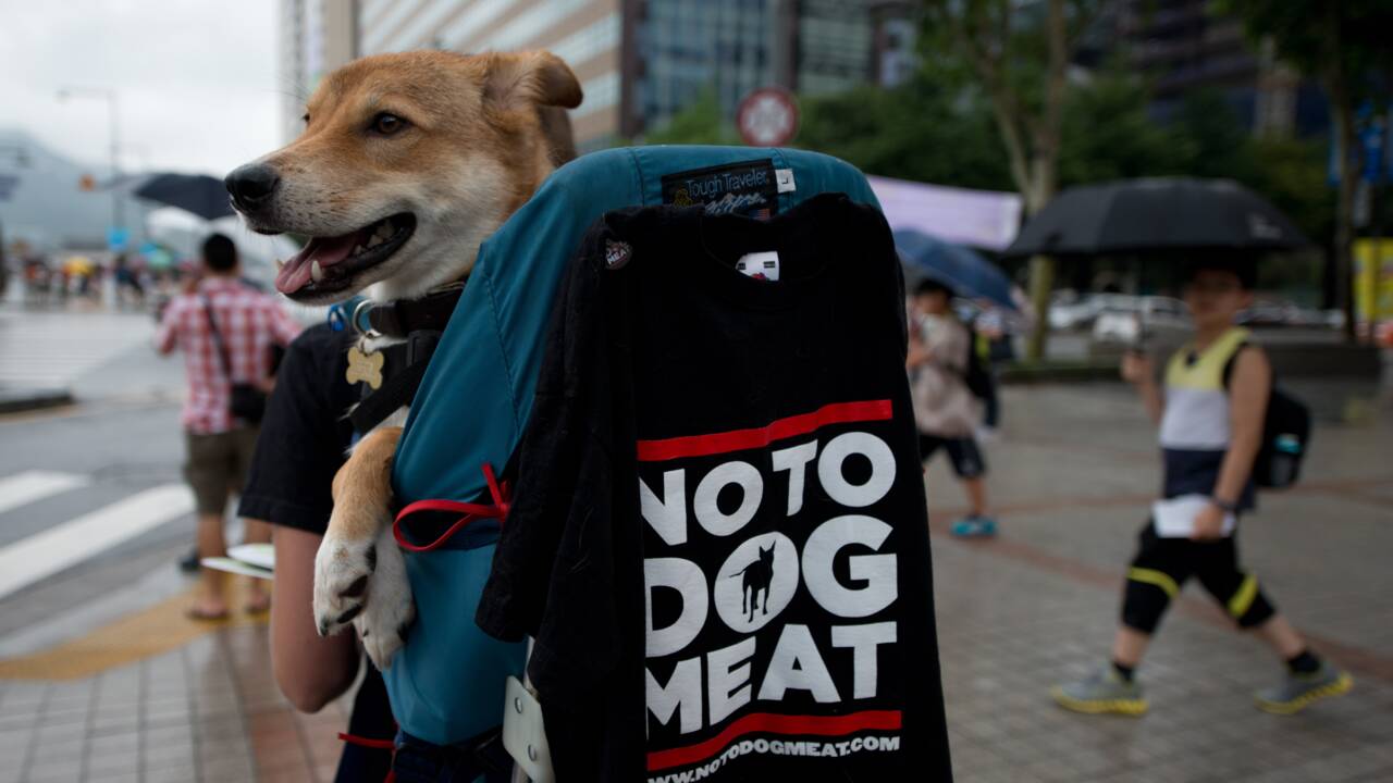 Corée du Sud: fermeture du plus grand complexe d'abattage de chiens