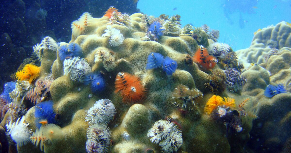 Qu Est Ce Qu Un Marabout Qu'est-ce qu'un écosystème ? - Geo.fr