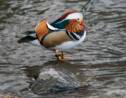 New York : à Central Park, un canard mandarin séduit les foules
