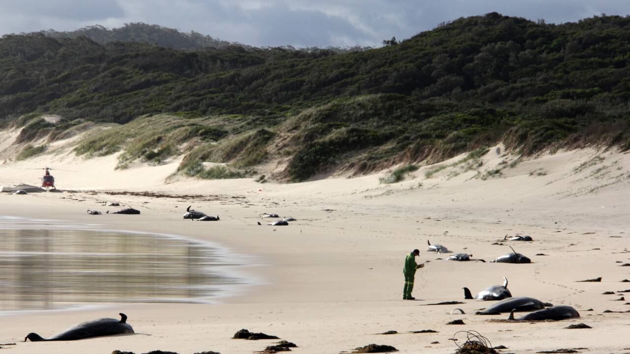 Australie: 28 cétacés retrouvés morts sur une plage du sud-est