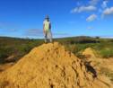 200 millions de monticules de termites découverts au Brésil