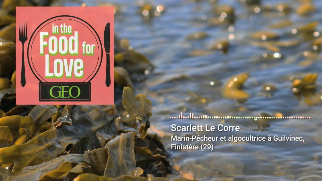 Podcast audio : les algues du Finistère