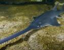 Les requins et les raies les plus étranges au monde se rapprochent de l'extinction