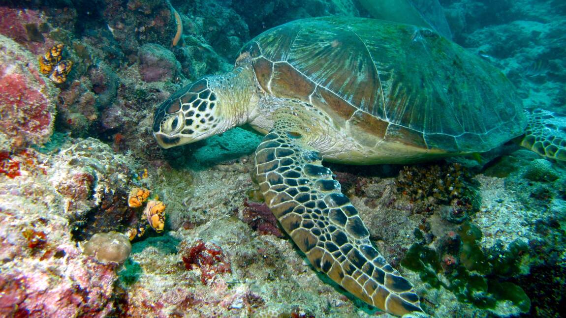 Des microplastiques découverts dans l'organisme de toutes les tortues marines