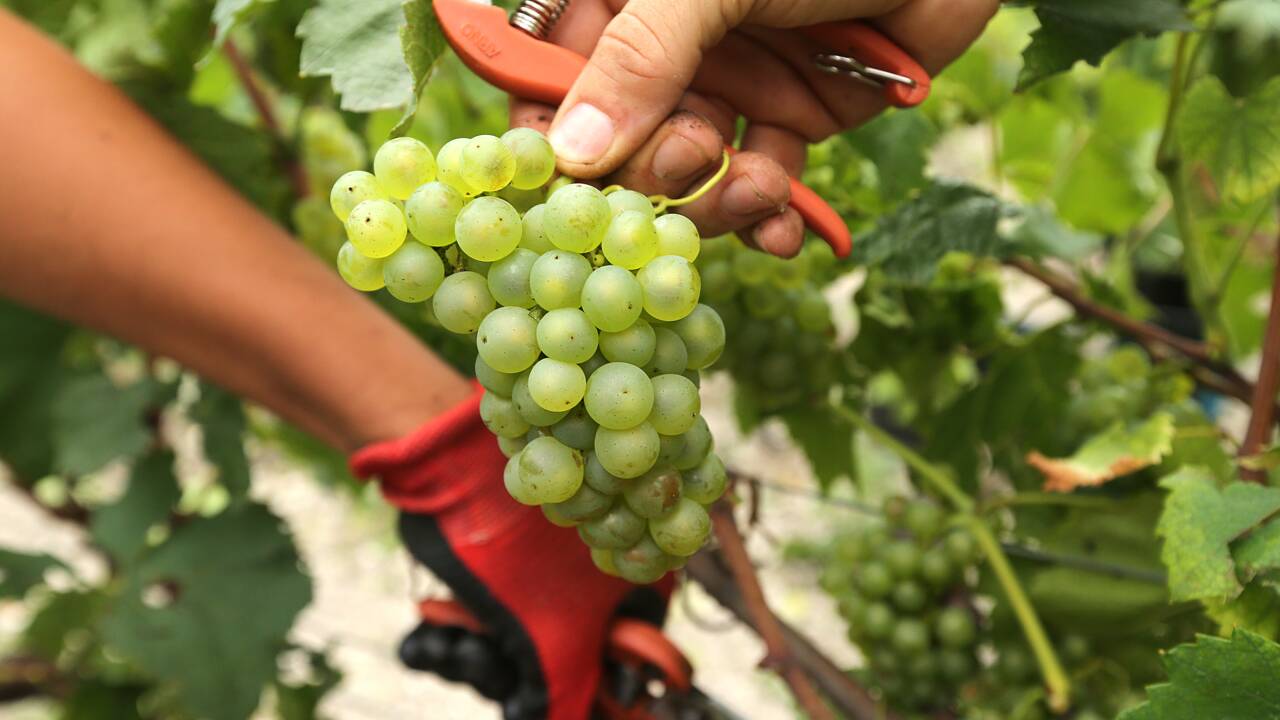 Avec le changement climatique, les viticulteurs anglais se frottent les mains