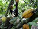 La déforestation se poursuit en Côte d'Ivoire et au Ghana à cause du cacao