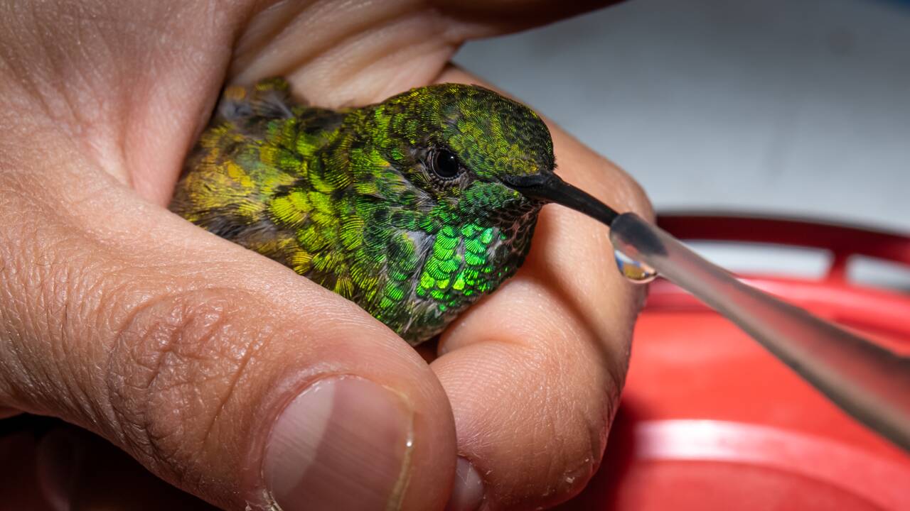 Les colibris se requinquent dans des jardins adaptés à Mexico