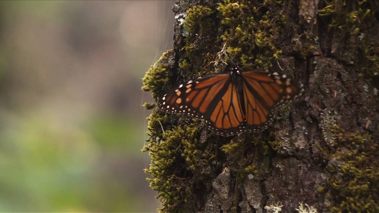 Des papillons monarques arrivent au Mexique par millions pour y passer l'hiver