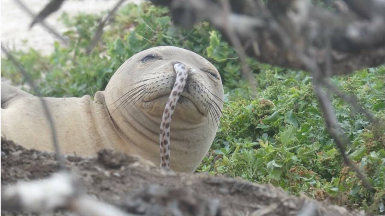 L'étrange histoire des phoques découverts avec une anguille coincée dans le nez à Hawaii