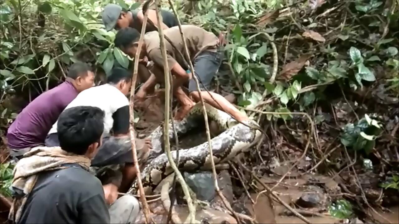 Des villageois indonésiens capturent un python géant de 8 mètres